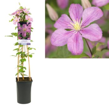 Clematis comtesse de bouchaud