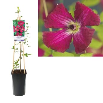 Clematis vit. rubra