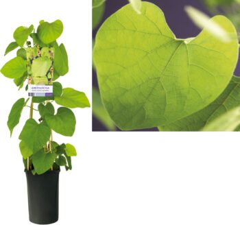 Aristolochia durior (macrophylla)