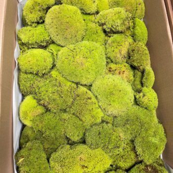 Bolmoss (2 layers) 3kg 0,75 m2