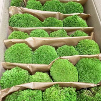 Bolmoss (2 layers) 3kg 0,75 m2