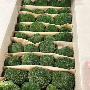 Bolmoss (2 layers) 3kg 0,75 m2