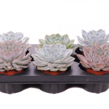 Echeveria XL mix