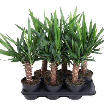 Yucca 30cm stam P15