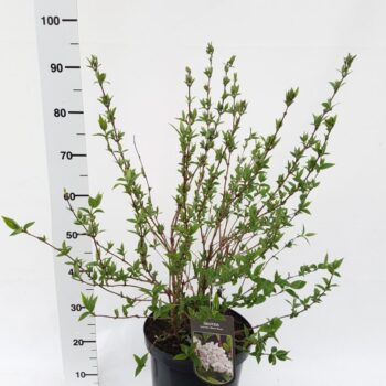 Deutzia x hybrida 'Mont Rose'