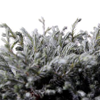 Chamaecyparis pis. 'Blue Moon'