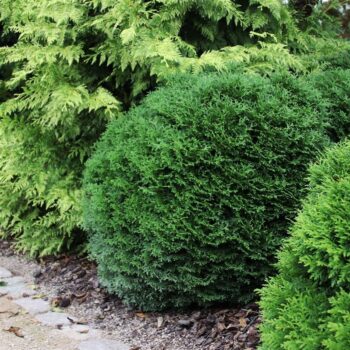Thuja occidentalis 'Tiny Tim'