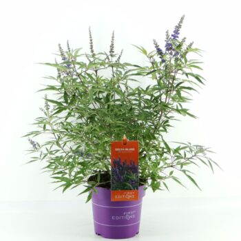 Vitex agn. Delta Blues (First Editions®)
