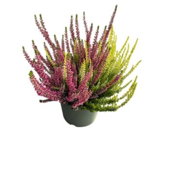 Calluna 'Beauty Ladies Duo' White-Pink