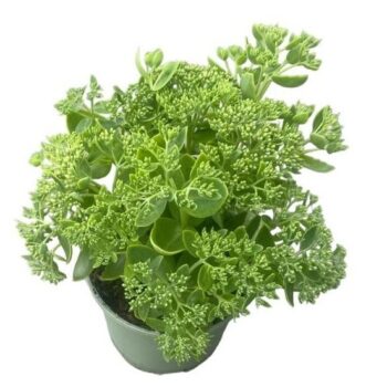 Sedum 'Herbstfreude'