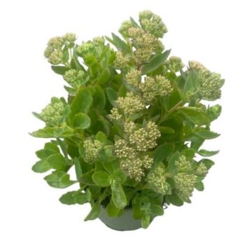 Sedum Spectabile 'Brillant'