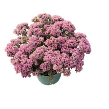 Sedum Spectabile 'Green Pink'
