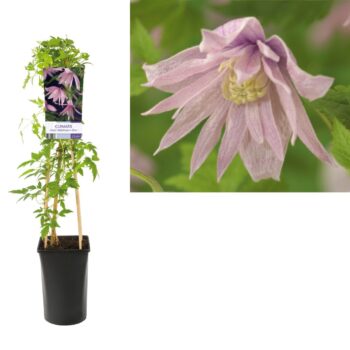 Clematis macr. markhams pink