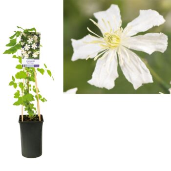 Clematis paul farges