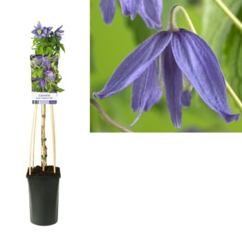 Clematis macropetala
