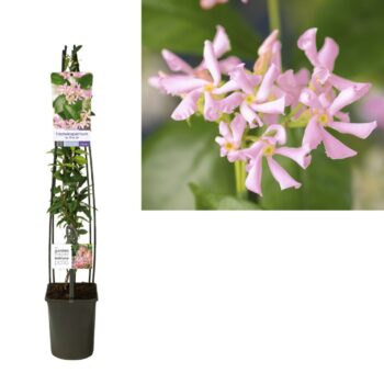 Trachelospermum as. Pink Air