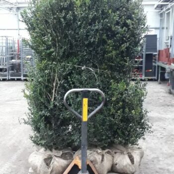 Buxus Sempervirens