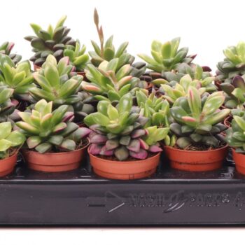 Anacampseros sunrise