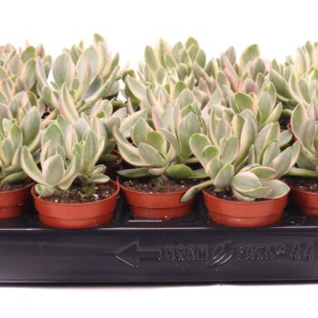 Crassula money maker Jade variegata