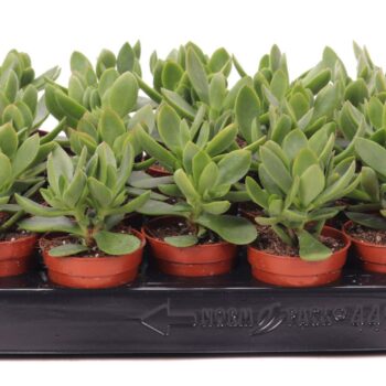 Crassula money maker Jade