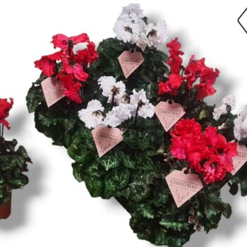Cyclamen Exclusive® Merengue Kerst rood/wit - HERT ETIKET