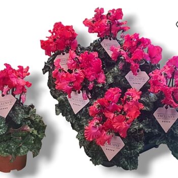 Cyclamen Exclusive® Merengue Rood