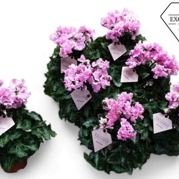 Cyclamen Exclusive® Merengue Roze