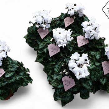 Cyclamen Exclusive® Merengue Wit