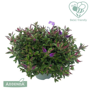 Hebe Donna Duo P23 (groen) Addenda®