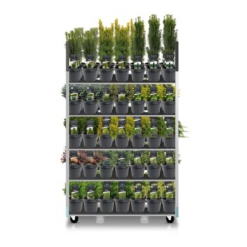 Coniferenmix assortiment cc