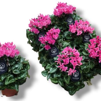 Cyclamen GARDEN LICHT ROZE