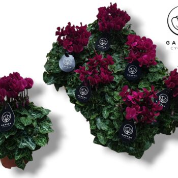 Cyclamen GARDEN PAARS