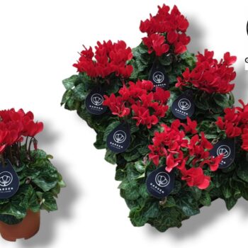 Cyclamen GARDEN ROOD