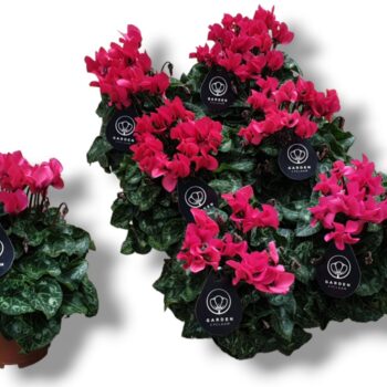 Cyclamen GARDEN ROZE