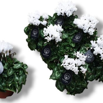 Cyclamen GARDEN WIT