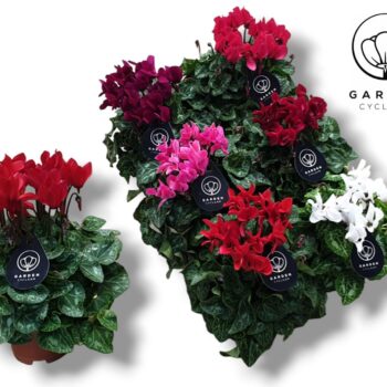 Cyclamen GARDEN MIX