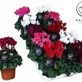 Cyclamen GARDEN MIX10GTS