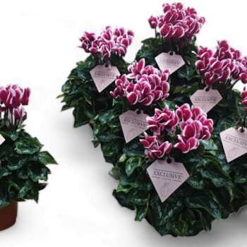 Cyclamen Exclusive® Odora Geurend!!