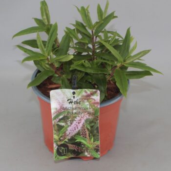 Hebe Midsummer Beauty C2