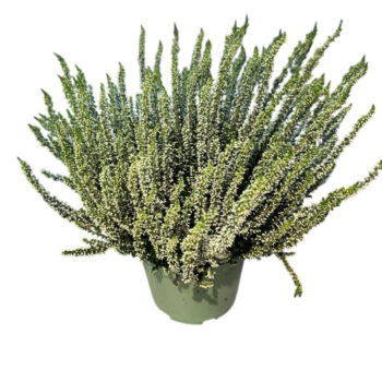 Calluna 'Beauty Ladies White'