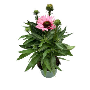 Echinacea 'SunSeekers Salmon'