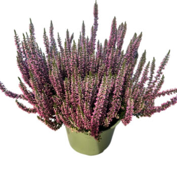 Calluna 'Beauty Ladies Light Pink'