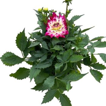 Dahlia Labella 'Maggoire Rose Bicolour'