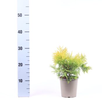 Thuja occidentalis 'Golden Globe'