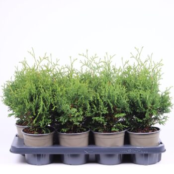 Thuja occidentalis 'Holmstrup'