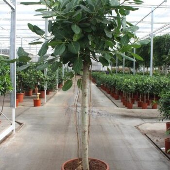 Ficus Benghalensis