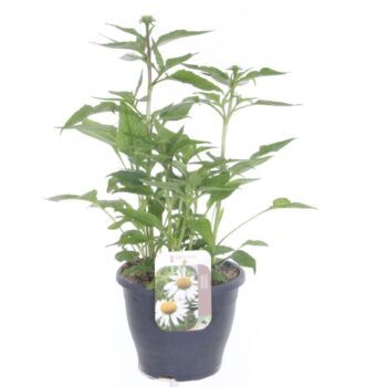 Echinacea purp. pr. splendor white