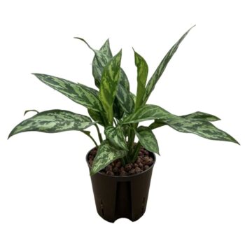 Aglaonema Maria