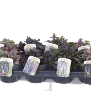 Ajuga reptans mix tray