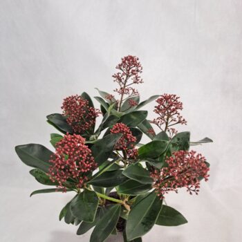 Skimmia Rubella P10 5-6 bloem